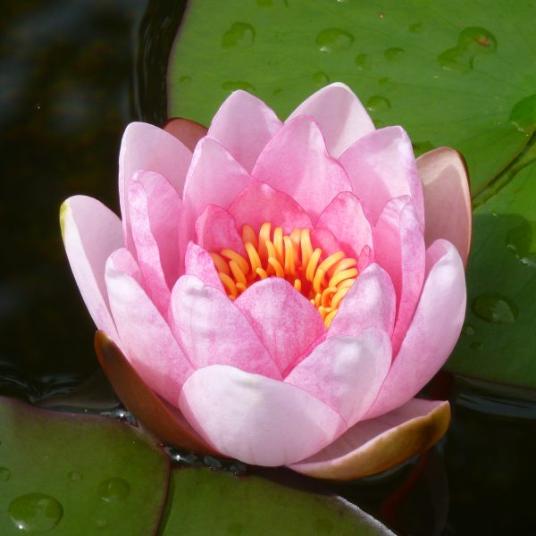 Nymphaea