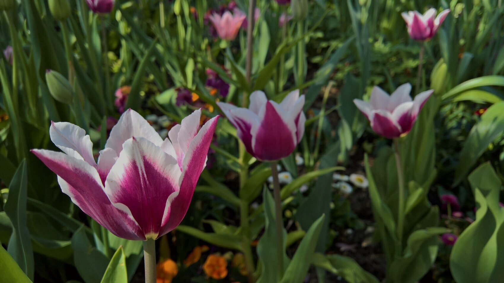 Nahaufnahme von Tulpen