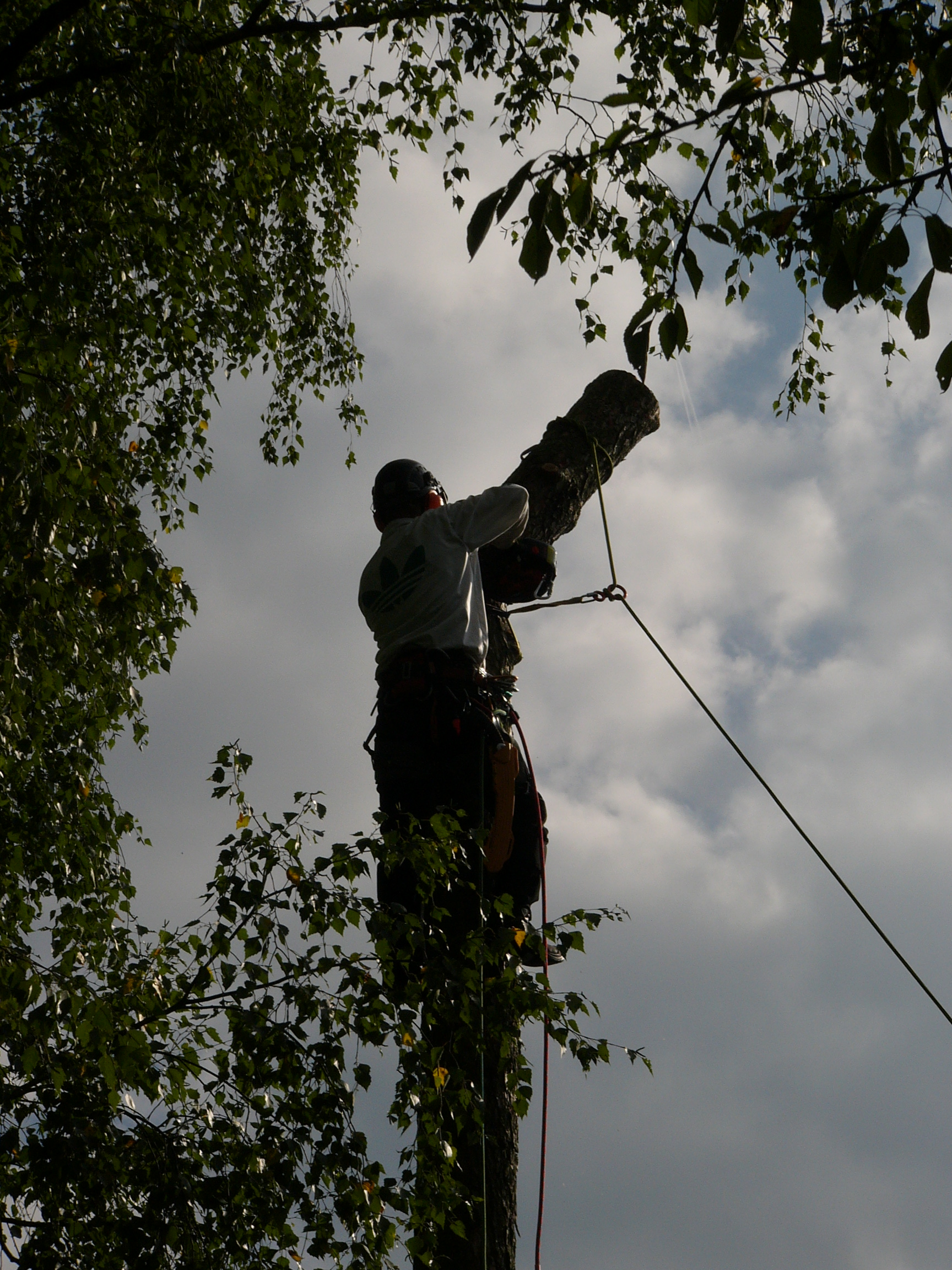 Mann fällt in der Höhe einen Baum